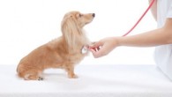visita-dal-veterinario
